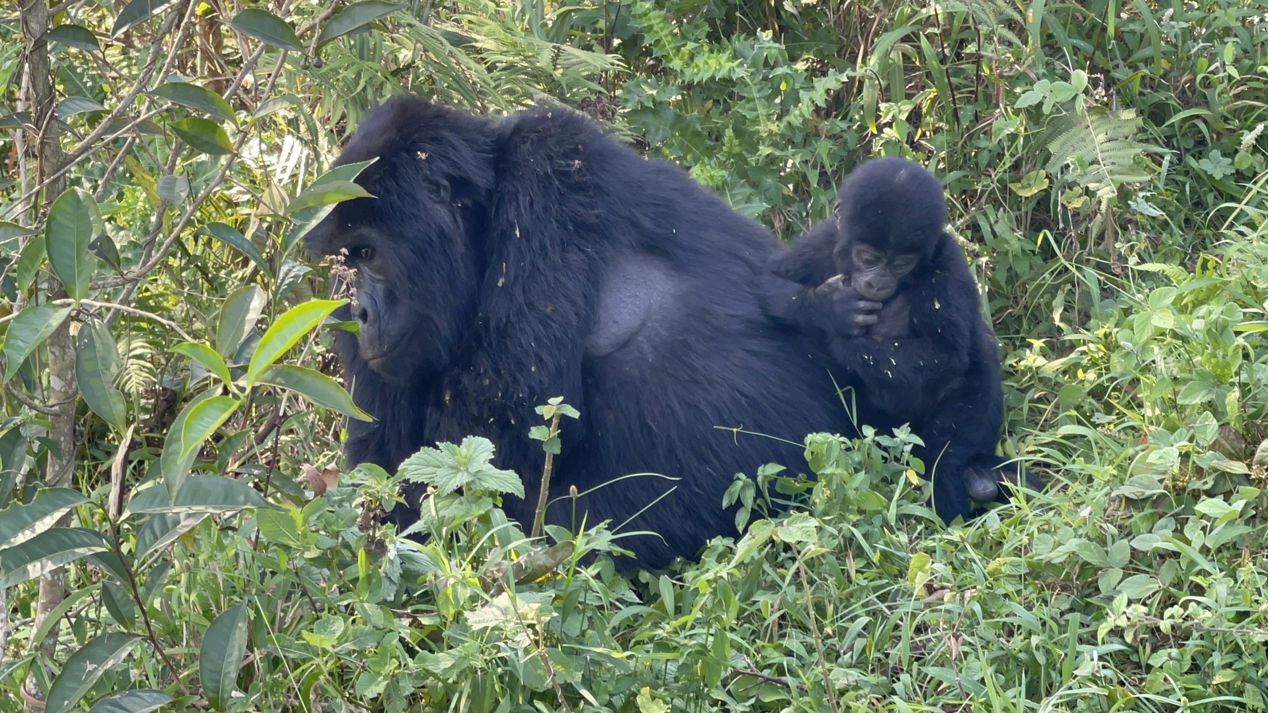 Forest Walks in Bwindi Impenetrable Forest