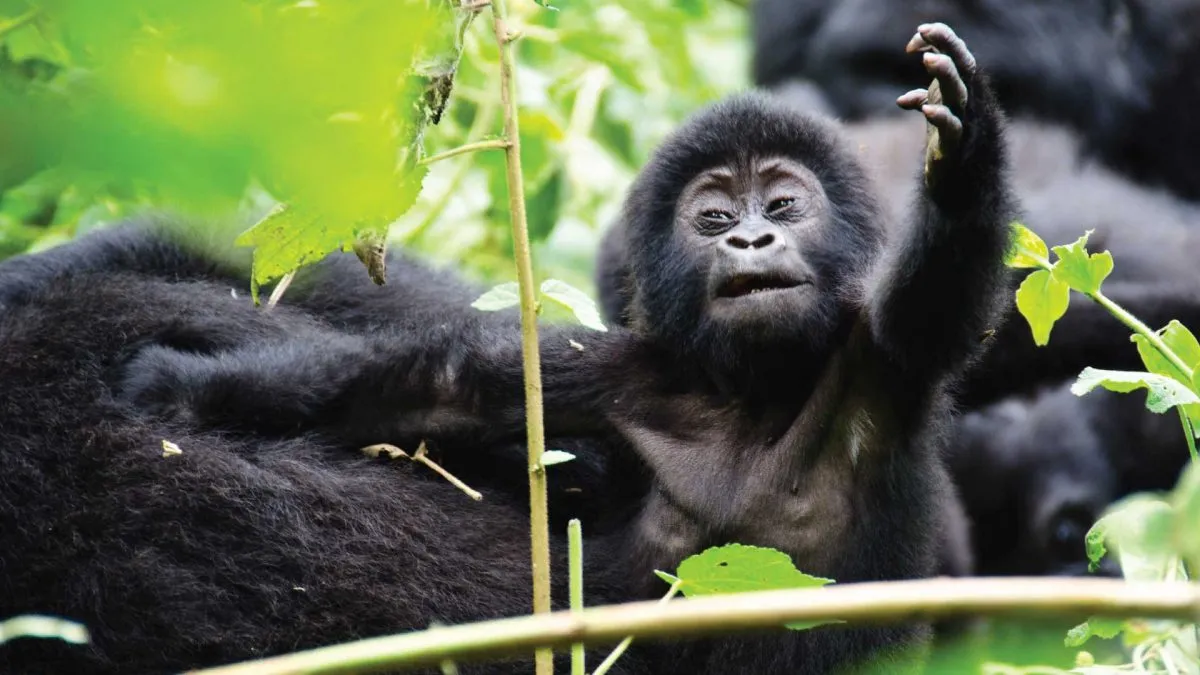 Bwindi Impenetrable National Park Sectors and Gorilla Families