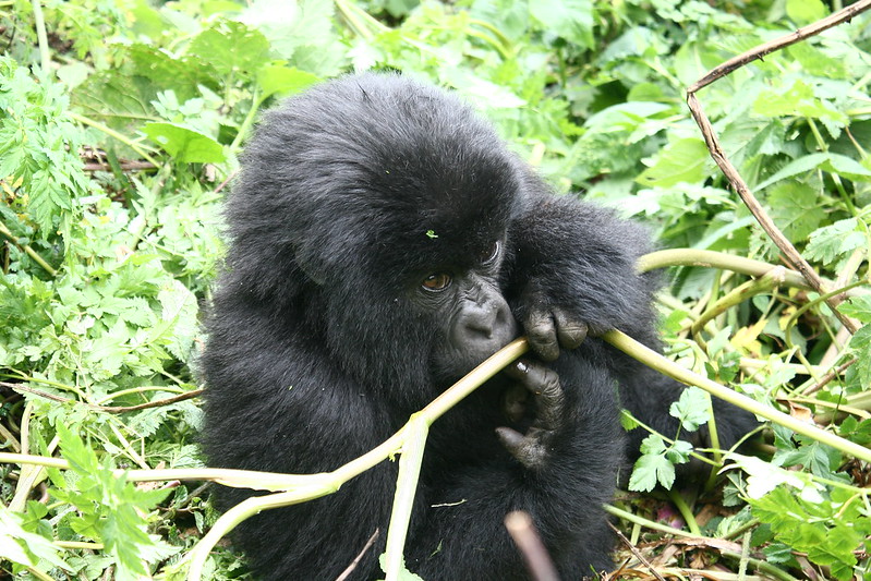 3 days gorilla trekking and  lake  bunyonyi