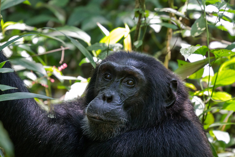 3 days  chimpanzee  trekking in kibale fores