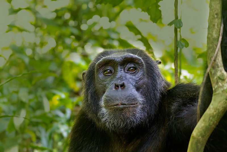 3 Days Kibale Chimpanzee Trekking Safari