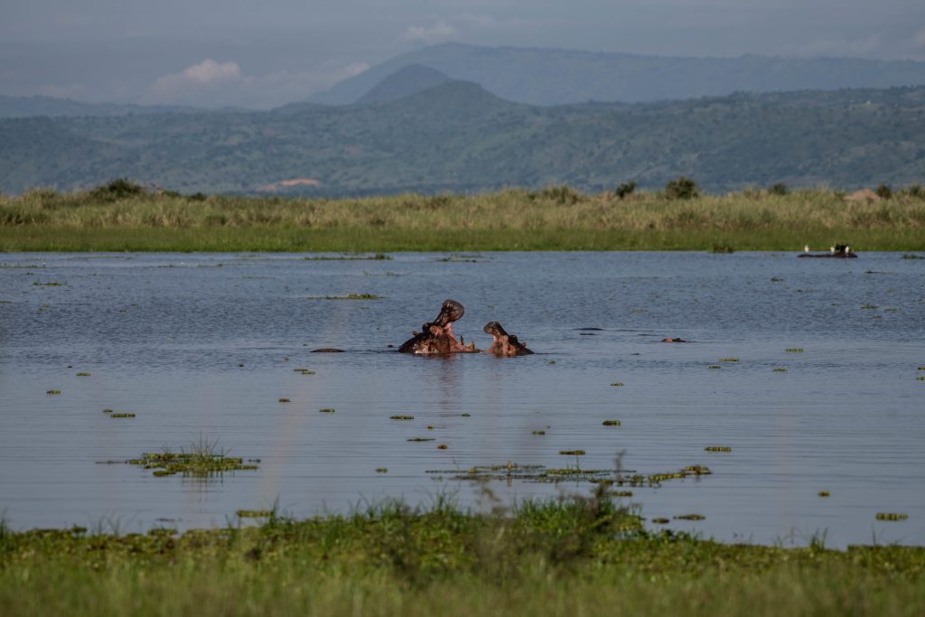 uganda safari