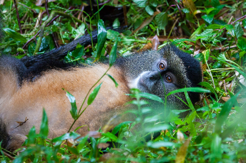  3 days golden monkey trekking in mgahinga  national park 