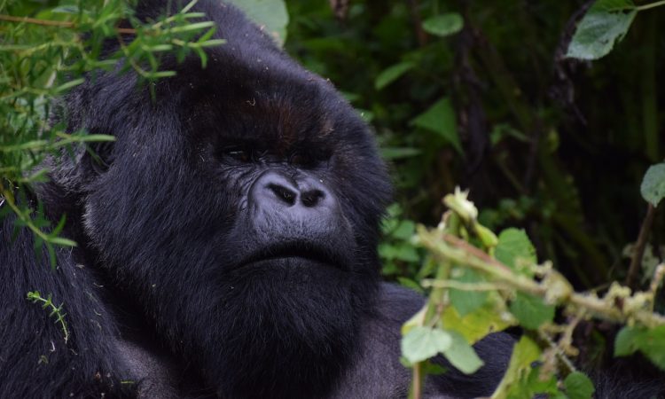 Gorilla trekking in Uganda