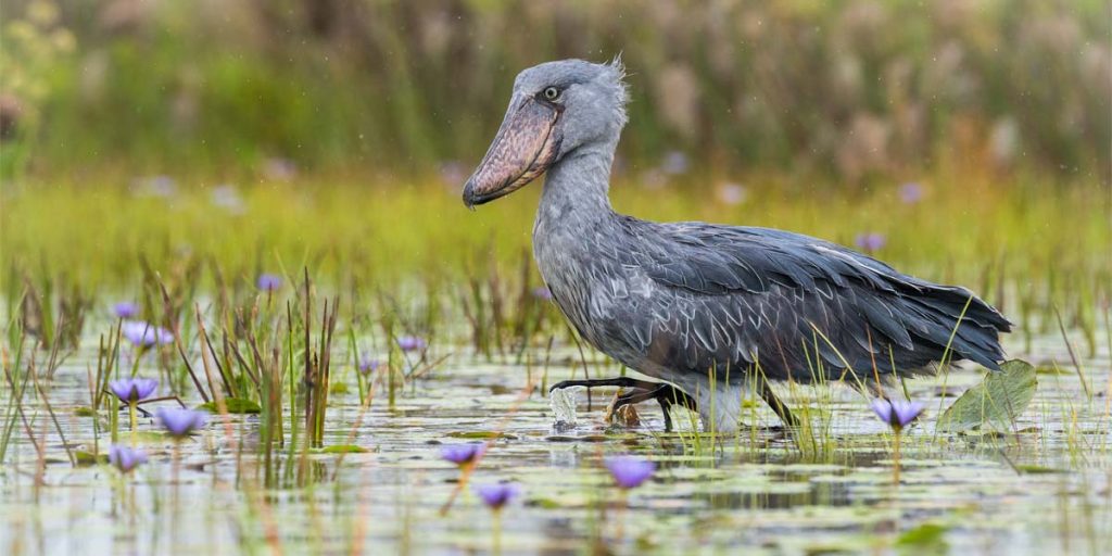 2 Days Birding Tour in Mabamba