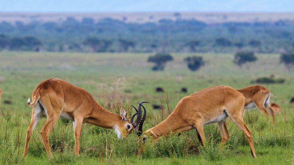 Bokora Corridor Wildlife reserve