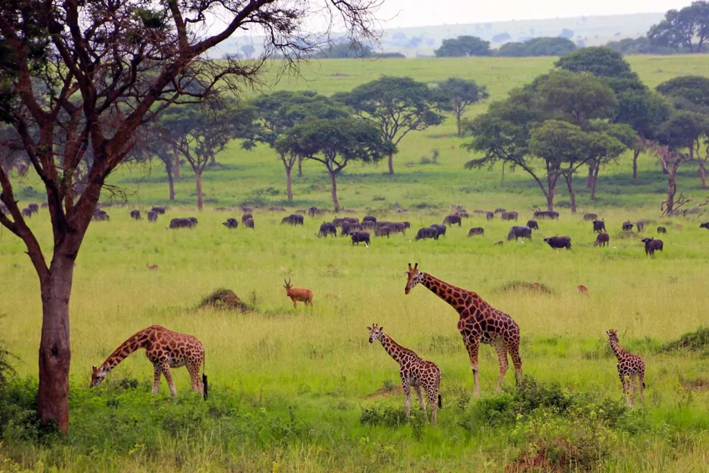 uganda safari and tours